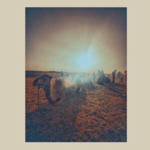 Camels Sunset Agafay Desert | Matte Paper Photo Print