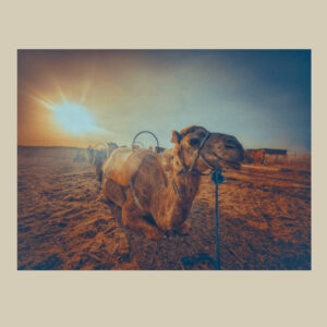 Camel Sunset Agafay Desert | Matte Paper Photo Print
